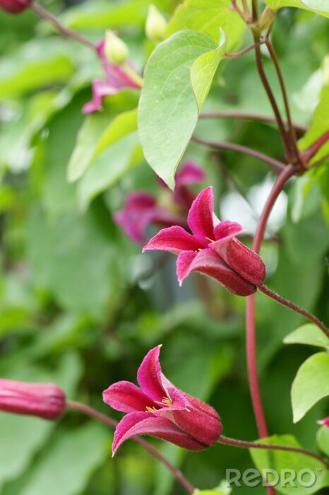 Fotobehang De natuur als een roze bloem