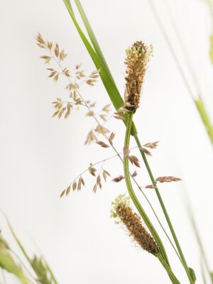 Fotobehang De natuur als grassen