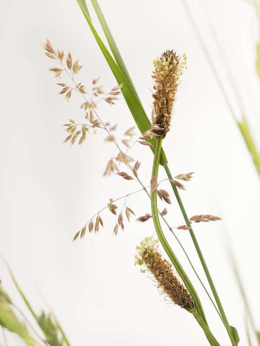 Fotobehang De natuur als grassen