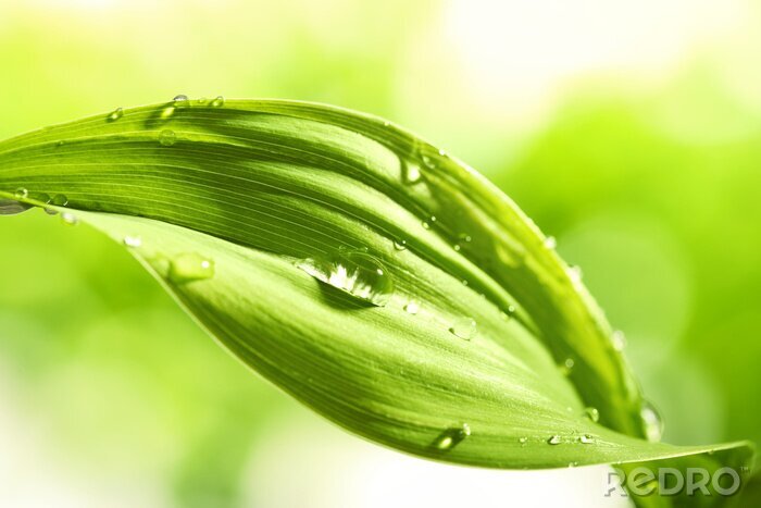 Fotobehang De natuur als groen blad