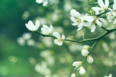 Fotobehang De natuur als lentebloemen