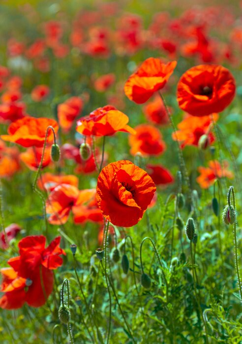 Fotobehang De natuur en een klaprozenveld