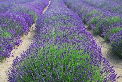 Fotobehang De natuur en een lavendelveld