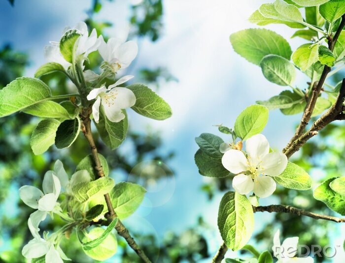 Fotobehang De natuur in de vorm van appelbloesem