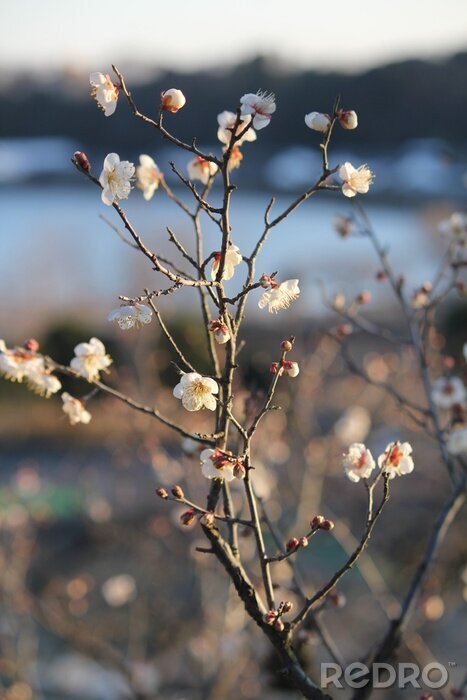 Fotobehang De natuur in de vorm van een bloeiende tak