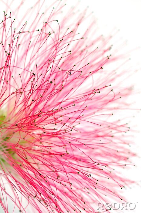 Fotobehang De natuur in de vorm van een roze bloem