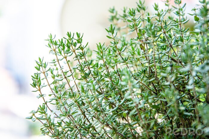 Fotobehang De natuur in de vorm van tijm
