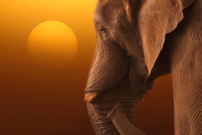 Fotobehang De ondergaande zon en een olifant