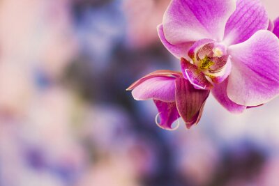 Fotobehang De roze bloem van de phalaenopsisorchidee