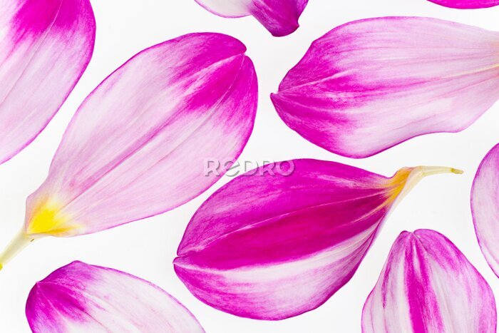 Fotobehang De roze macro van bloembloemblaadjes