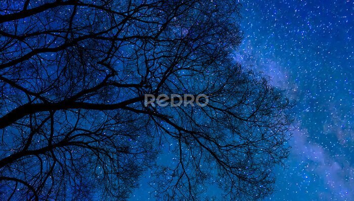Fotobehang De sterrenhemel en de kroon van een bladverliezende boom