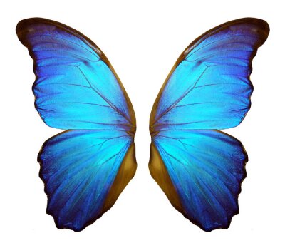 De vleugels van een grote blauwe vlinder