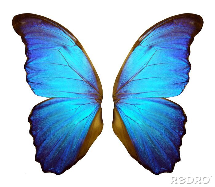 Fotobehang De vleugels van een grote blauwe vlinder