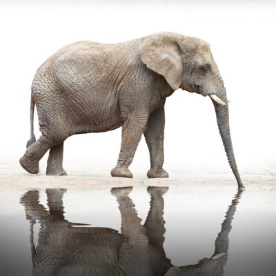 Fotobehang De weerspiegeling van een olifant in water