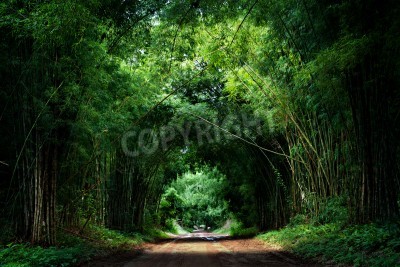 Fotobehang De weg door het tropisch bamboebos