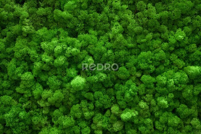 Fotobehang Decoratief groen mos