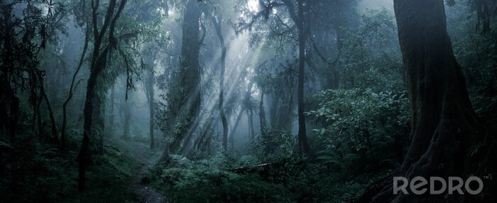 Fotobehang Deep tropical forest in darkness