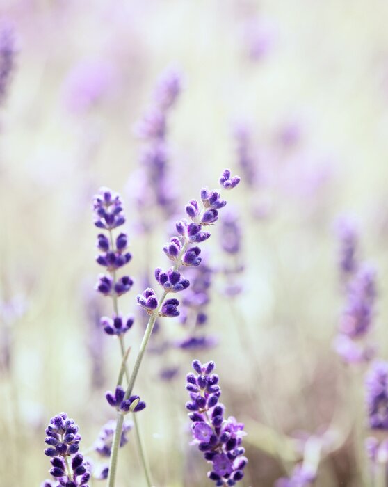 Fotobehang Delicate lavendel van dichtbij
