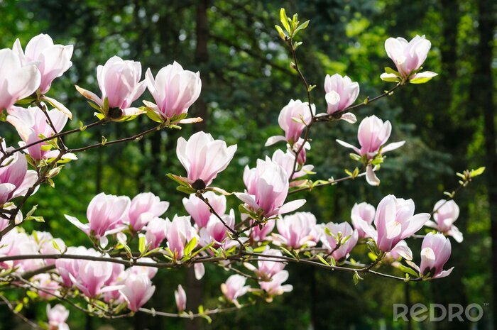 Fotobehang Delicate magnolia's aan een boom