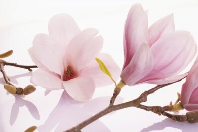 Fotobehang Delicate magnolia's op een tak