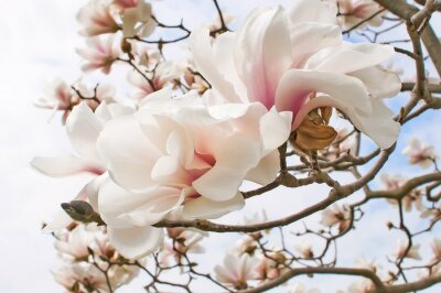 Fotobehang Delicate magnoliablaadjes aan takken