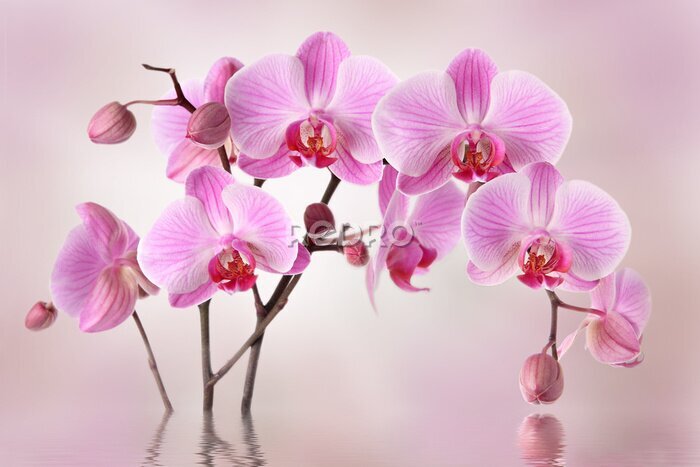 Fotobehang Delicate orchideeënbloemen in roze tinten