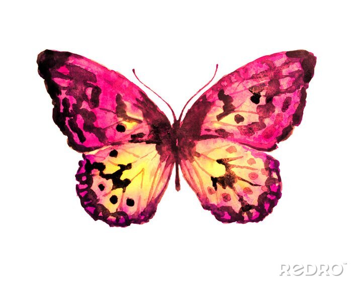 Fotobehang Delicate vlinder op een witte achtergrond