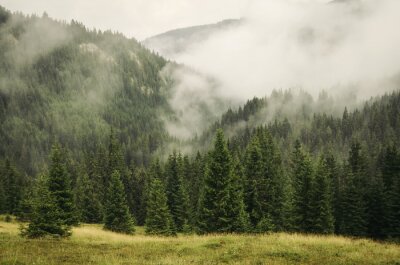Fotobehang Dennenbomen in de mist