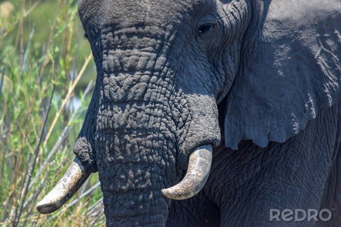 Fotobehang Detail met een olifant