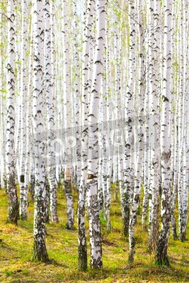 Fotobehang Dicht berkenbos