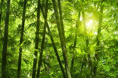 Fotobehang Dicht bos met bamboe