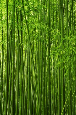 Fotobehang Dicht bos vol bamboe