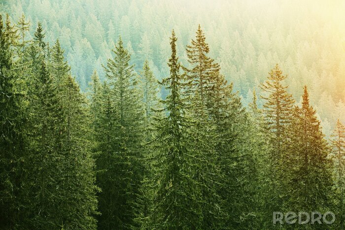 Fotobehang Dicht naaldbos