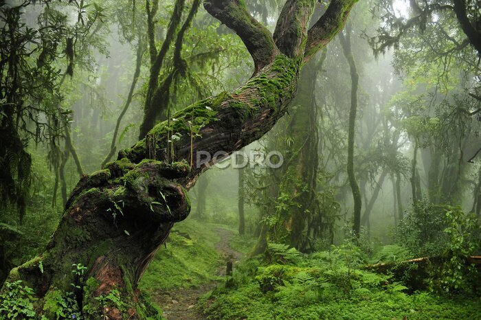 Fotobehang Dicht tropisch bos in de mist