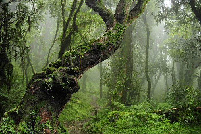 Fotobehang Dicht tropisch bos in de mist