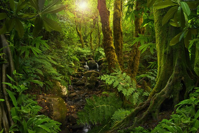 Fotobehang Dichte begroeiing in de jungle