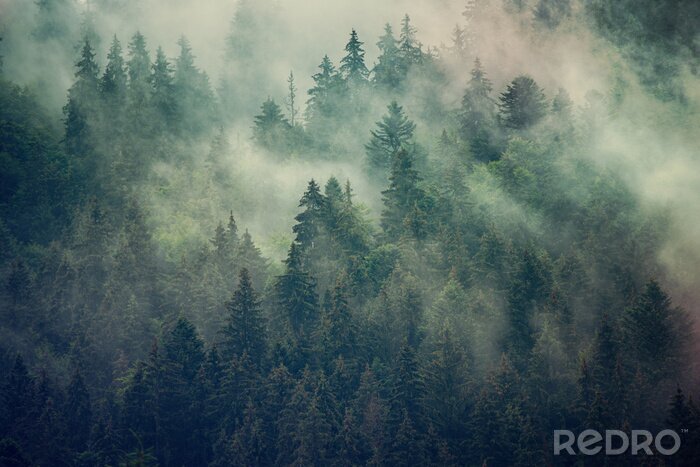 Fotobehang Dichte bomen in de mist