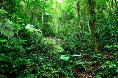Fotobehang Dichte groene jungle