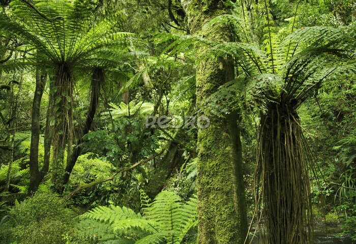 Fotobehang Dichte groene jungle tropisch bos