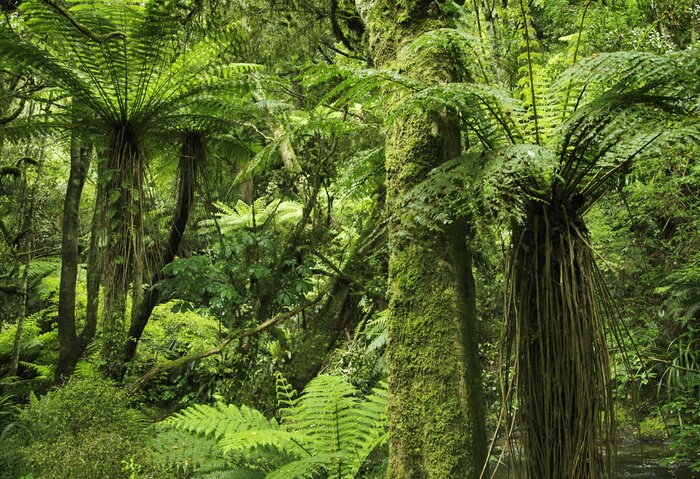 Fotobehang Dichte groene jungle tropisch bos
