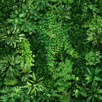 Fotobehang Dichte groene planten