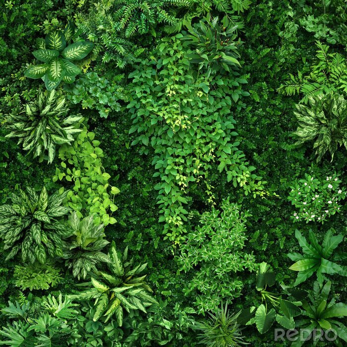 Fotobehang Dichte groene planten