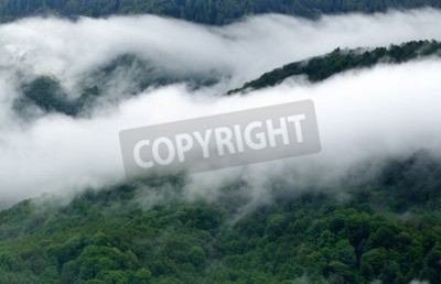 Fotobehang Dichte mistslierten over het bos