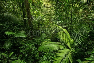 Fotobehang Dichte natuur in de jungle