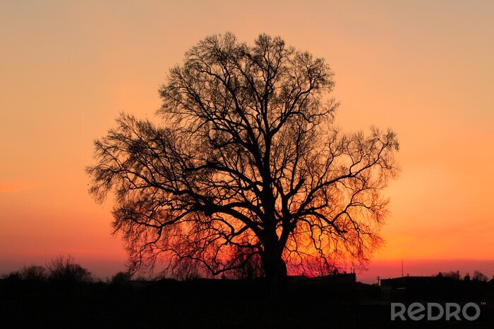 Fotobehang Dichte takken tegen de achtergrond van de zonsondergang