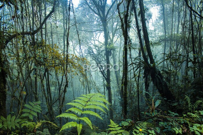 Fotobehang Dichte tropische jungle