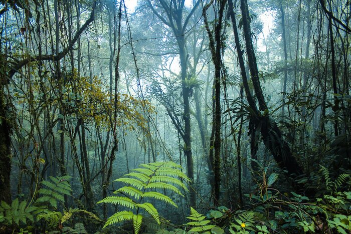 Fotobehang Dichte tropische jungle