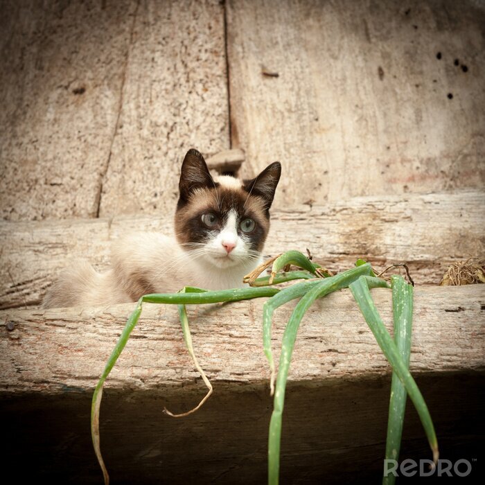 Fotobehang Dier ligt op de rots