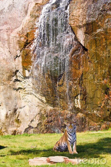 Fotobehang Dier op de achtergrond van rotsen