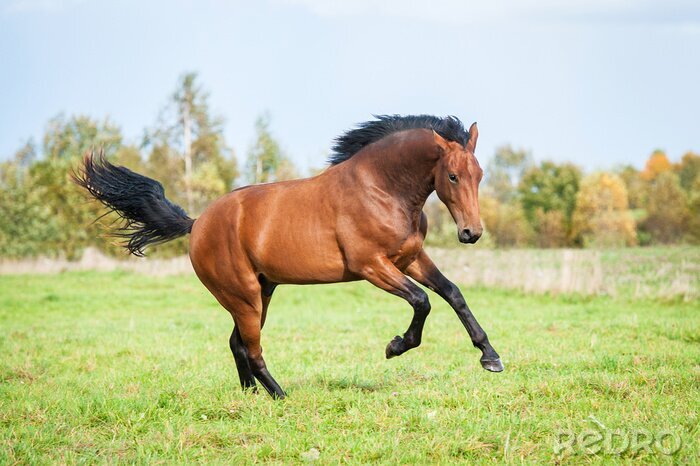 Fotobehang Dier rent over het gras
